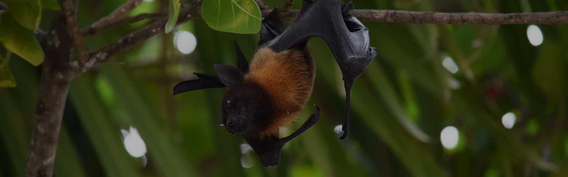 bats-banner