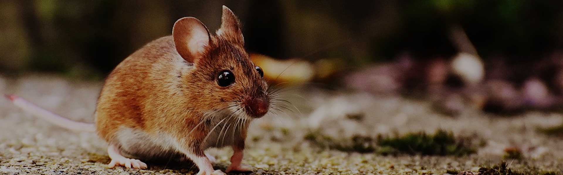 rat-mice-banner